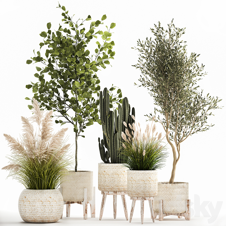 Collection of plants in white baskets with pampas grass tree olive cactus Cereus hazel hazel. Set 1035. 3DS Max - thumbnail 1