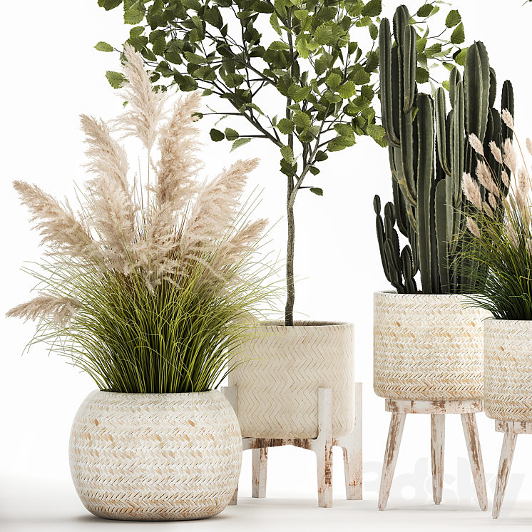 Collection of plants in white baskets with pampas grass tree olive cactus Cereus hazel hazel. Set 1035. 3DS Max - thumbnail 2