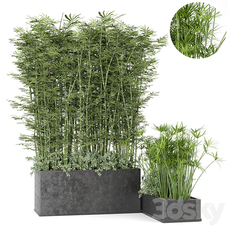 Outdoor Plants Bamboo in rusty Concrete Pot -Set 246 3DS Max Model - thumbnail 1