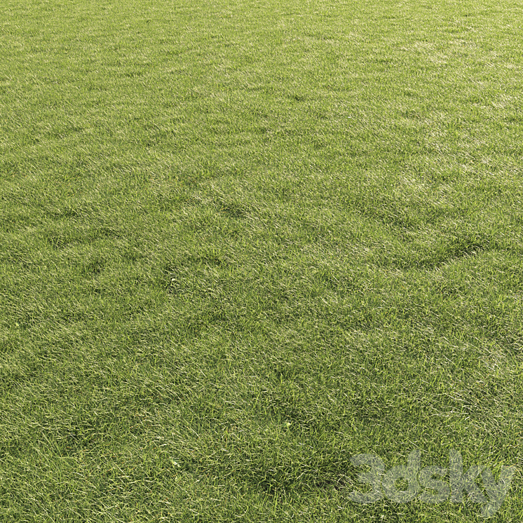 Lawn Grass 01 3D Model