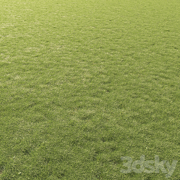 Lawn Grass 01 3DS Max - thumbnail 2