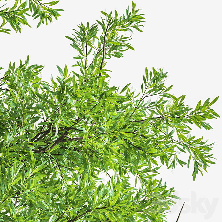 Eucalyptus_tree_forest_4_tree_vray 3D Model