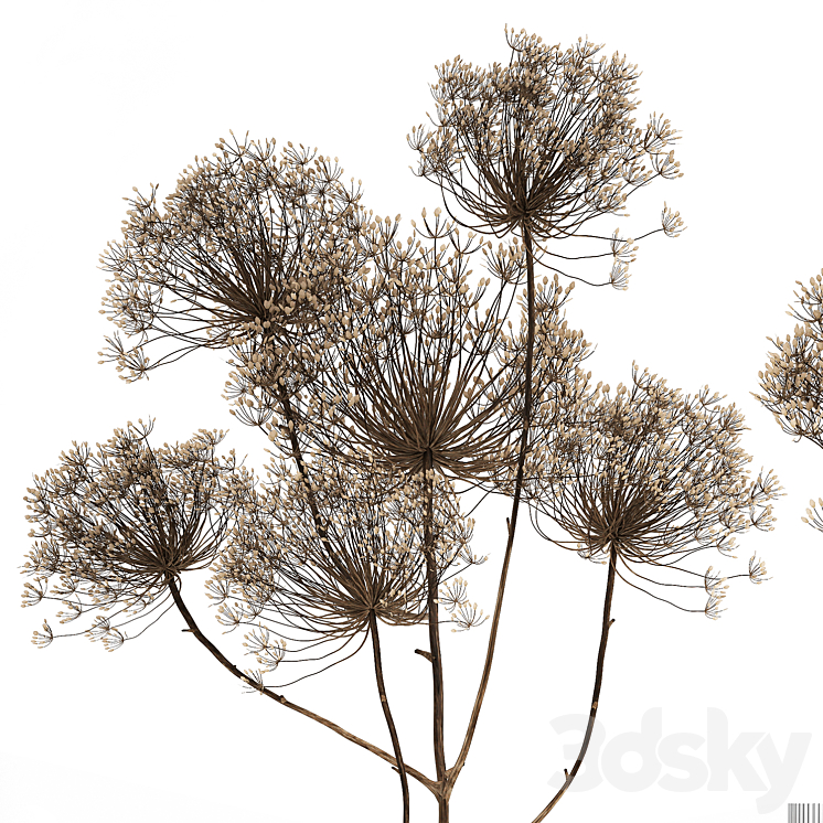 Bouquet of dried flowers in a glass vase with dry branches Hogweed . 158. 3DS Max Model - thumbnail 2