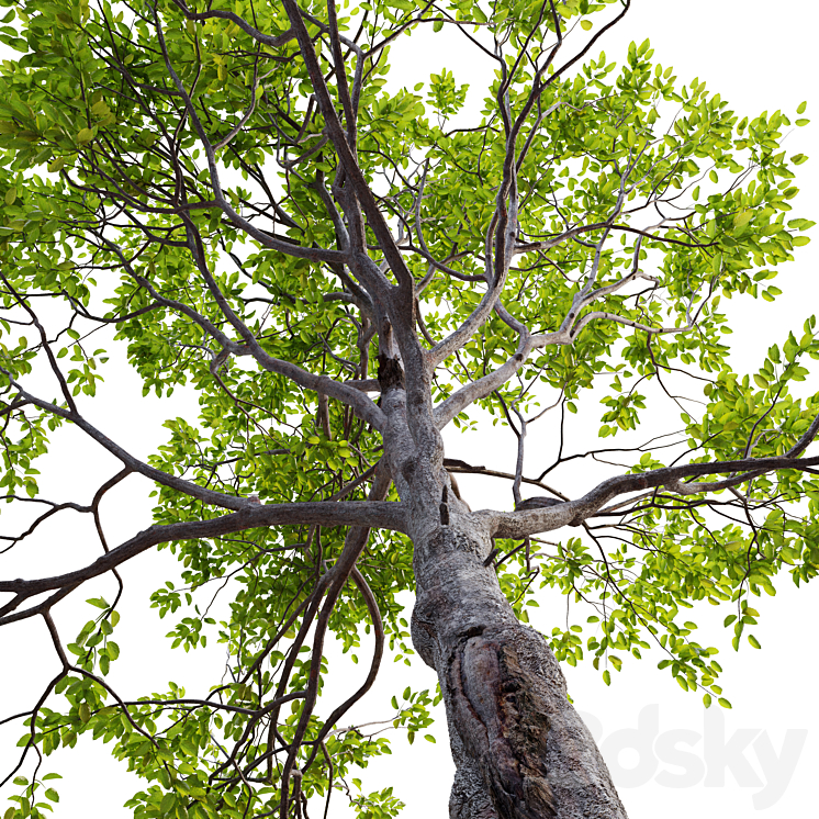 Plum tree 3D Model