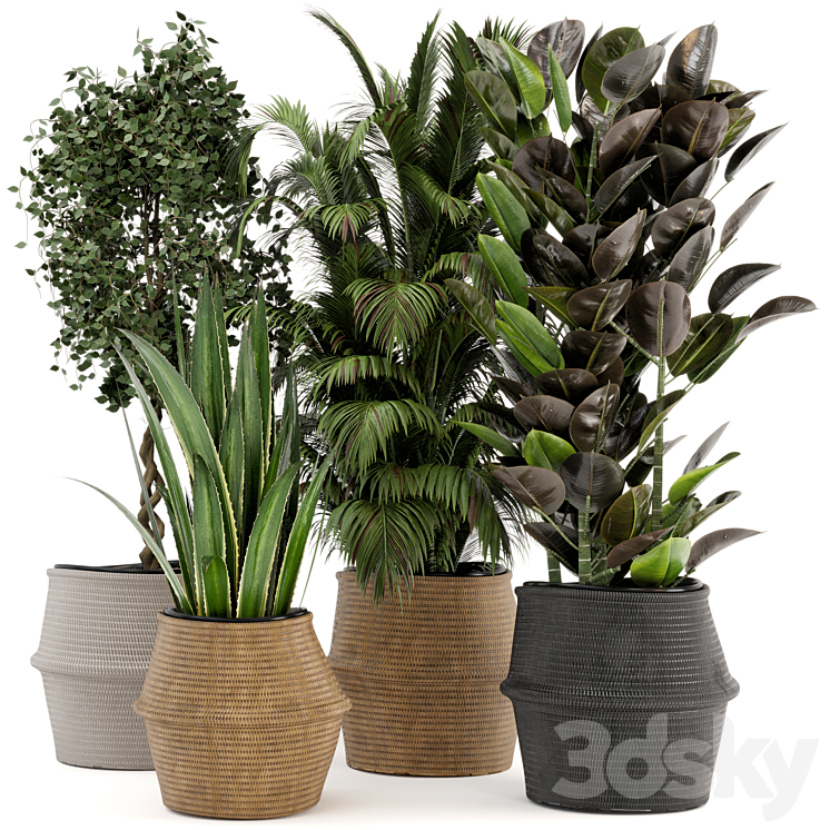 Indoor Plants in Wicker Basket – Set 258 3DS Max - thumbnail 1
