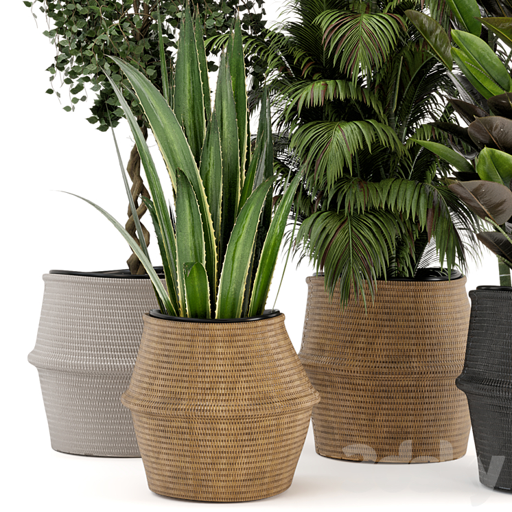 Indoor Plants in Wicker Basket – Set 258 3DS Max - thumbnail 2