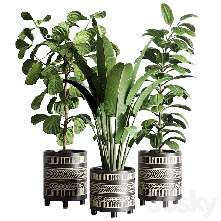 collection Indoor plant 119 plant ravenala ficus rubbery ficus lyrata 3DS Max Model - thumbnail 1