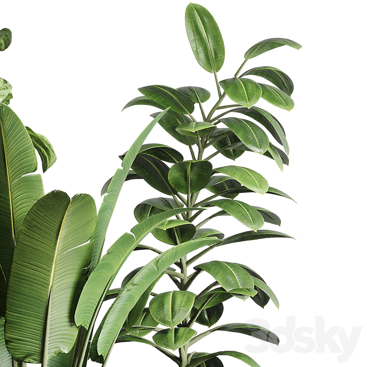 collection Indoor plant 119 plant ravenala ficus rubbery ficus lyrata 3DS Max Model - thumbnail 2