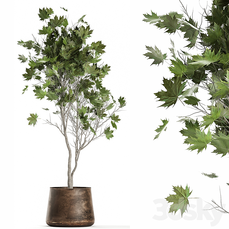 A beautiful little tree in a metal outdoor pot maple sycamore. 1045 3DS Max - thumbnail 1