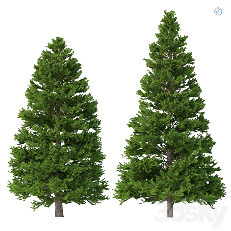 Norway spruce Set 3 V-Ray Free Download