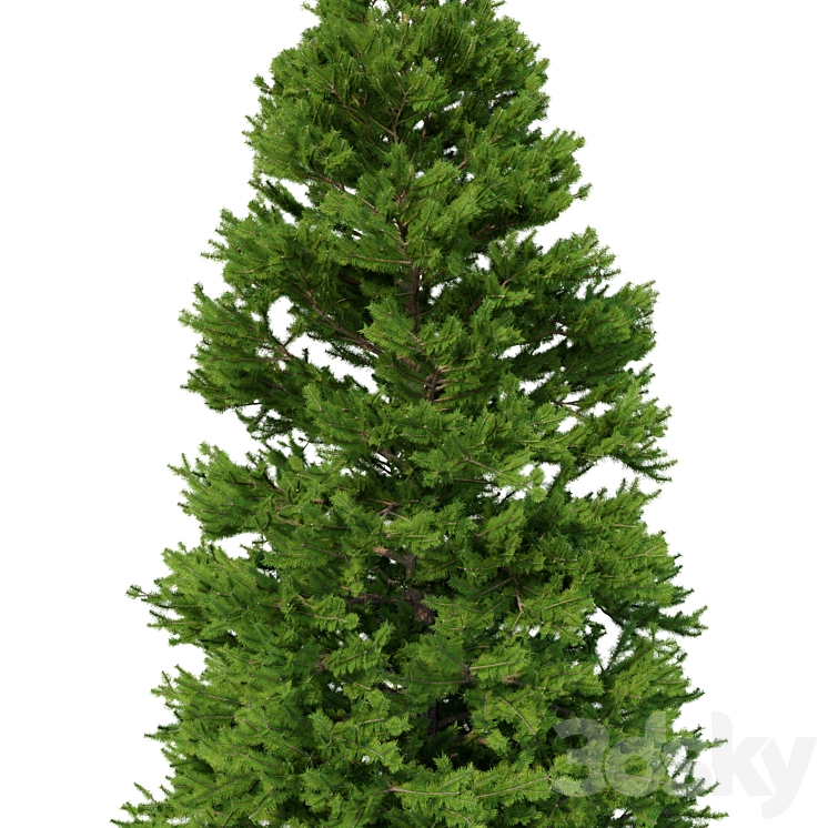 Norway spruce Set 3 V-Ray 3D Model Free