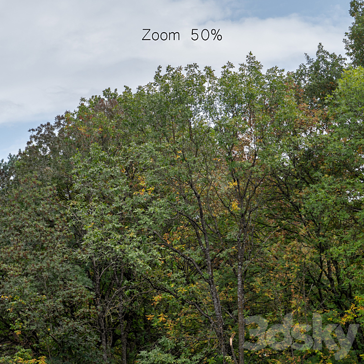 Autumn panorama with trees v2. 30k 3D Model Free