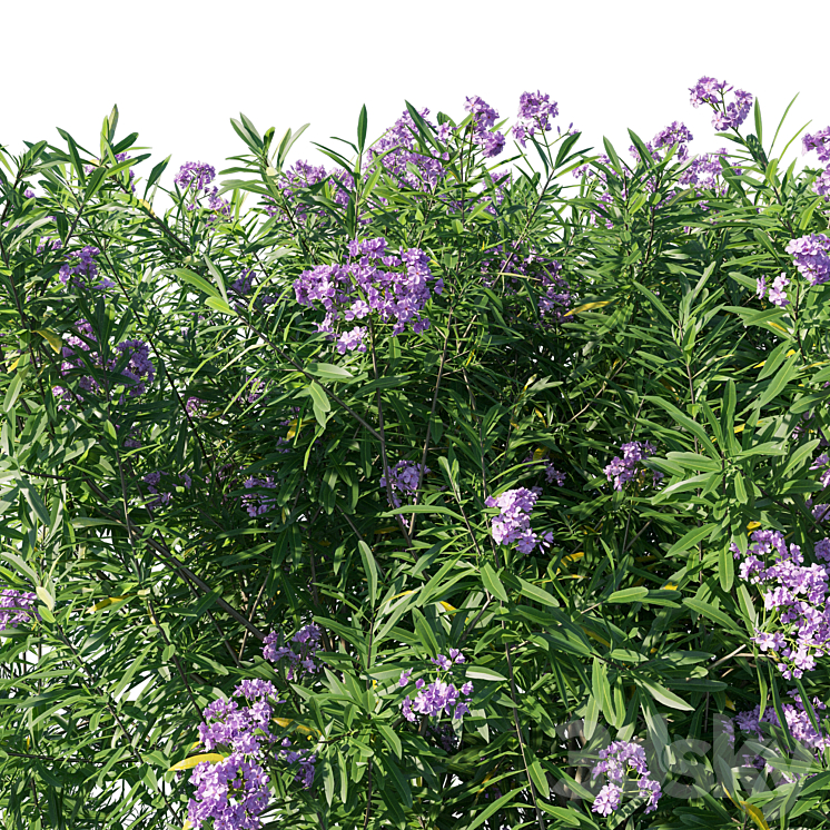 Nerium Oleander Collection 07 3D Model