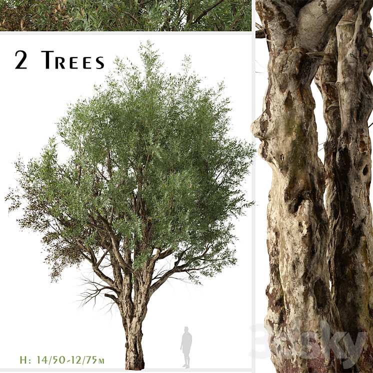 Set of Eucalyptus Camaldulensis Tree (River Red Gum) (2 Trees) 3DS Max - thumbnail 1