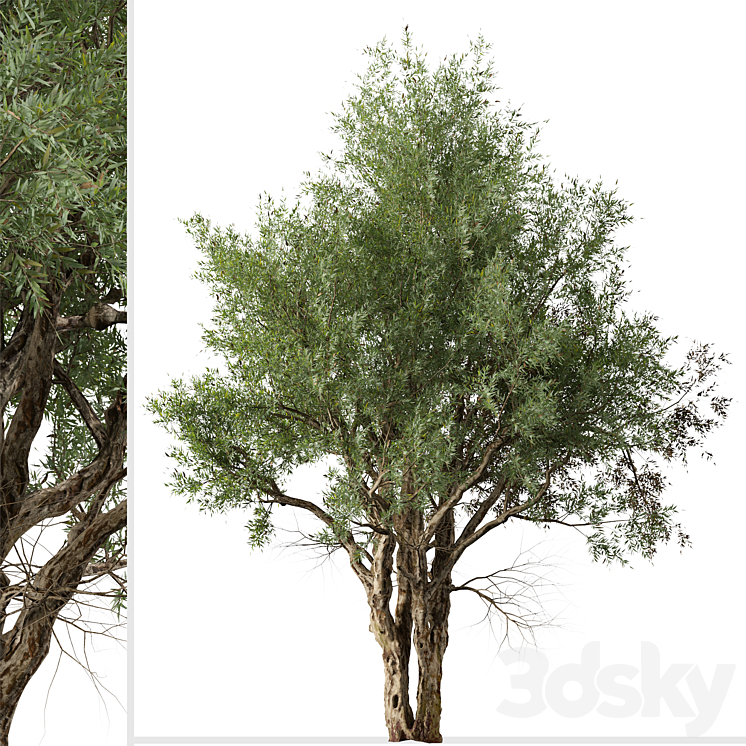 Set of Eucalyptus Camaldulensis Tree (River Red Gum) (2 Trees) 3DS Max - thumbnail 2
