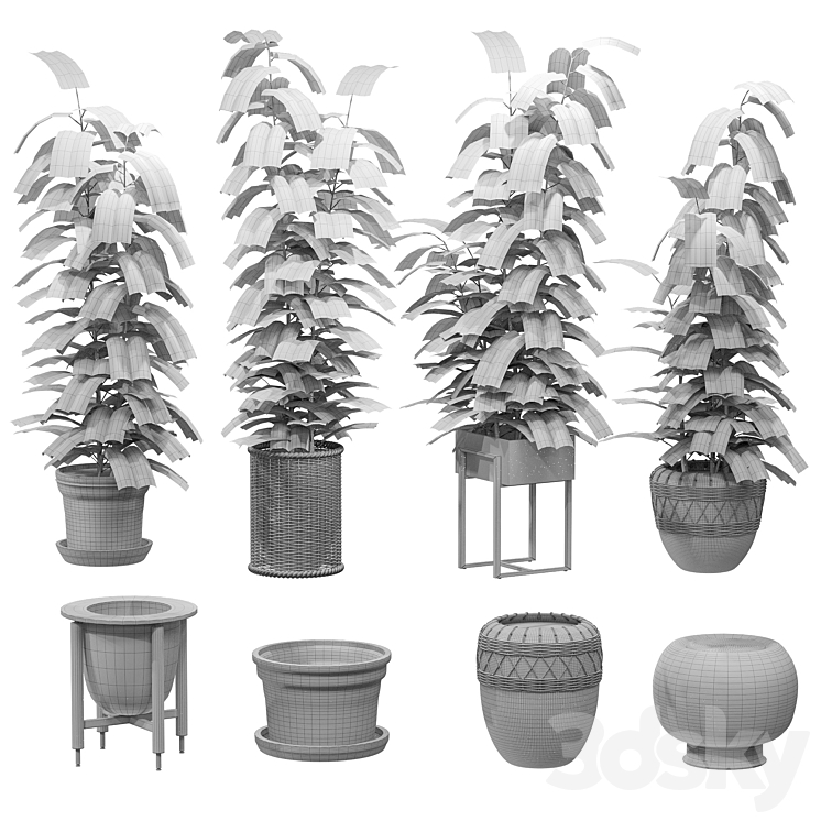 Ficuses in pots 3DS Max - thumbnail 2