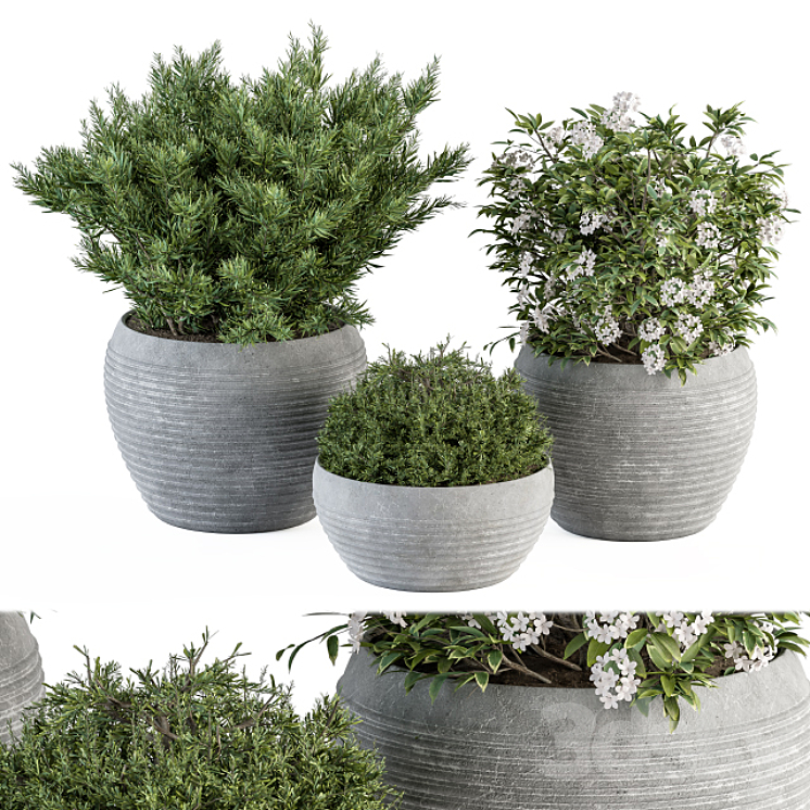 Outdoor Plant Set 301 – Plants in Gray Pot 3DS Max Model - thumbnail 1