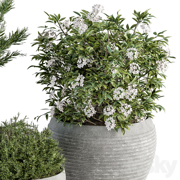 Outdoor Plant Set 301 – Plants in Gray Pot 3DS Max Model - thumbnail 2
