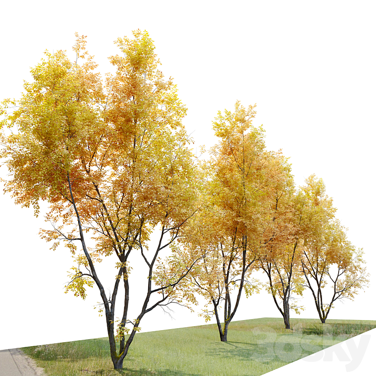 Autumn American beech 3D Model