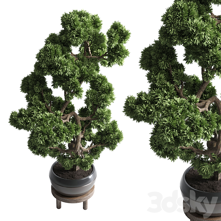 indoor outdoor plants 134 pots tree bonsai 3D Model