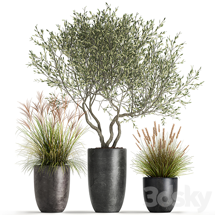 A set of plants in outdoor pots with an olive tree a reed a bush and a sapling. 1052 3DS Max - thumbnail 1