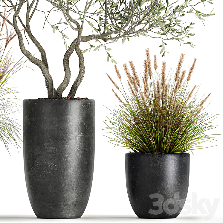 A set of plants in outdoor pots with an olive tree a reed a bush and a sapling. 1052 3DS Max - thumbnail 2