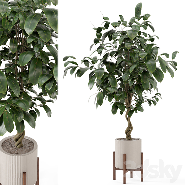 Indoor Plants in Combination of wood & concrete Pot – Set 278 3DS Max - thumbnail 1
