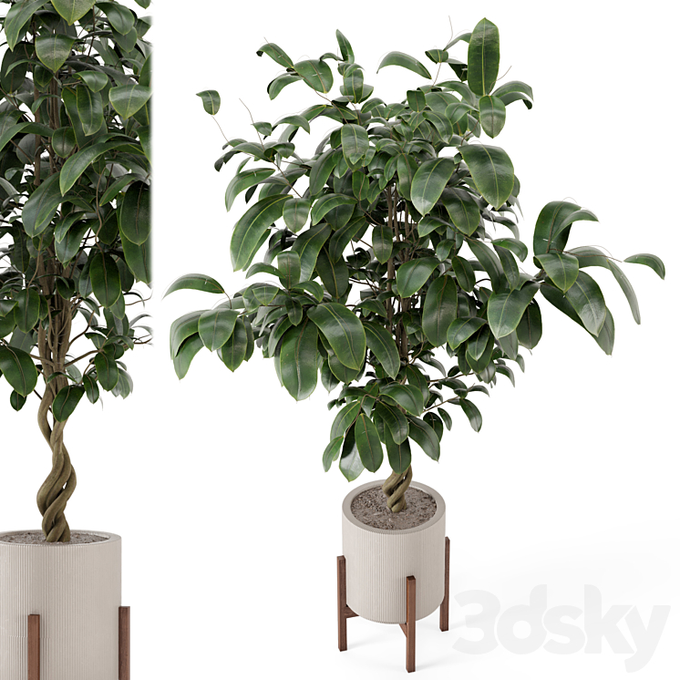 Indoor Plants in Combination of wood & concrete Pot – Set 278 3DS Max - thumbnail 2