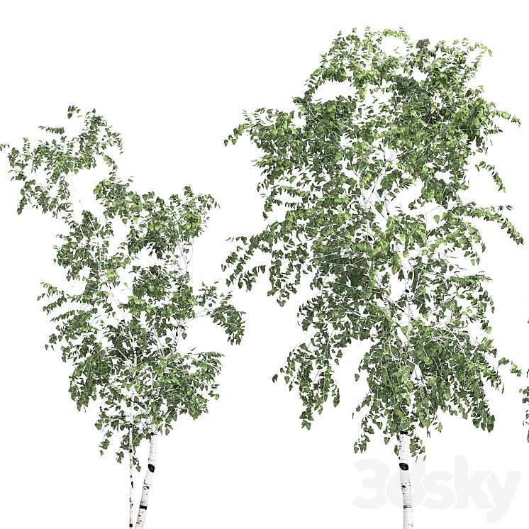 Birch tree set 9 3D Model