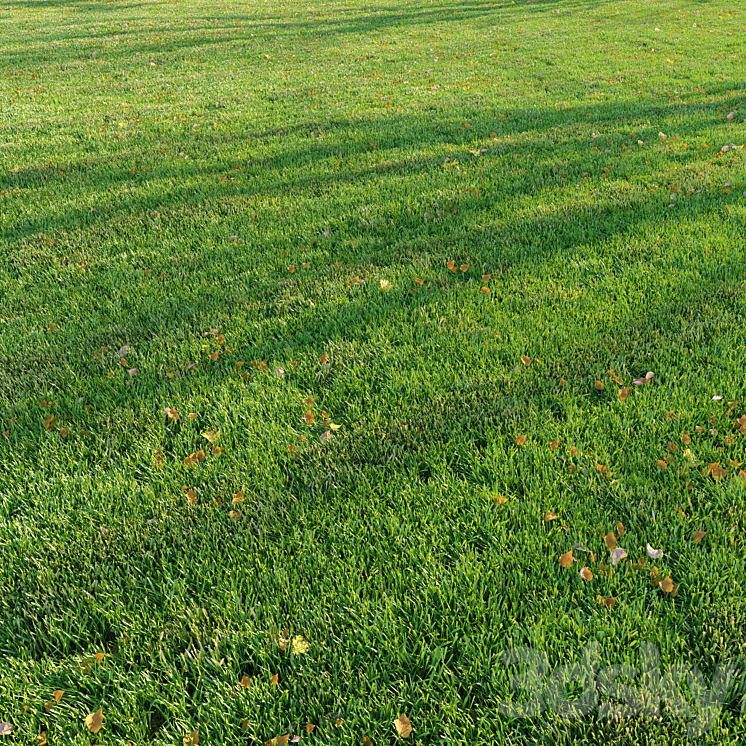 Cut grass 3D Model