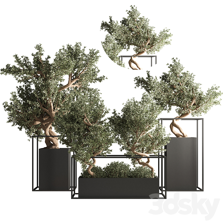 indoor plant bonsai set 24 3DS Max - thumbnail 1