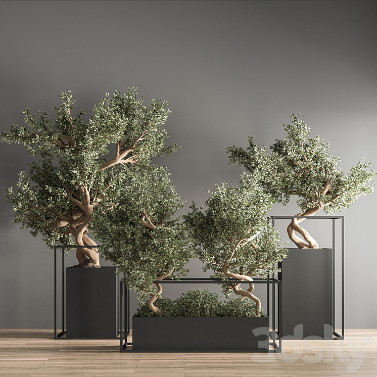 indoor plant bonsai set 24 3DS Max - thumbnail 2