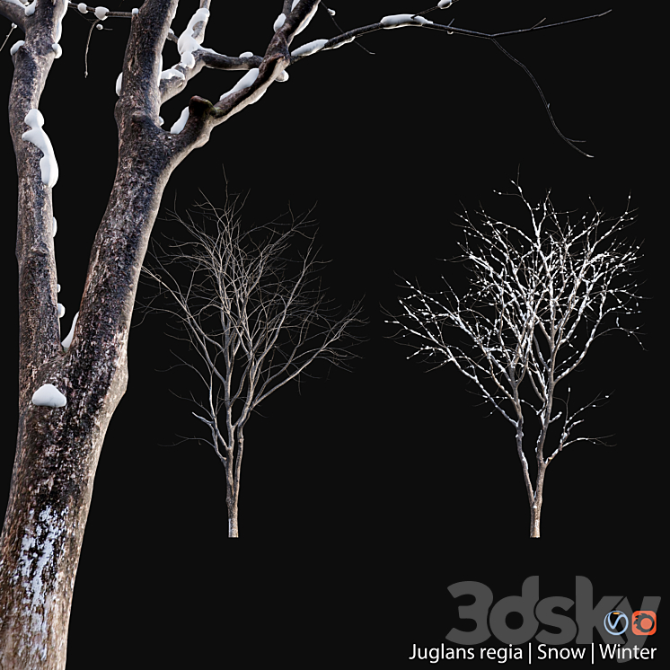 Juglans regia - Common walnut - winter - snow 3D Model