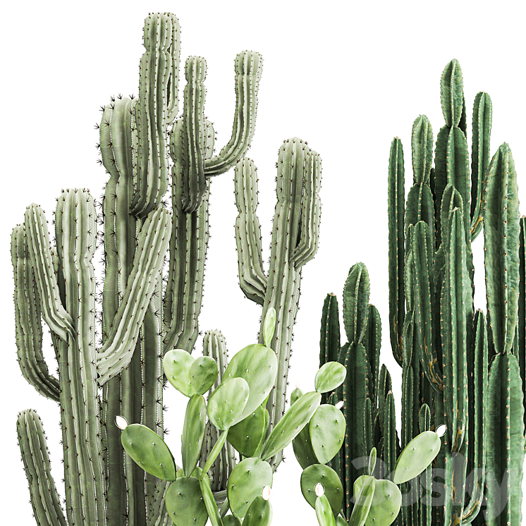 Collection of plants Cacti in black pots with Prickly pear Cereus Prickly pear. Set 1054. 3D Model