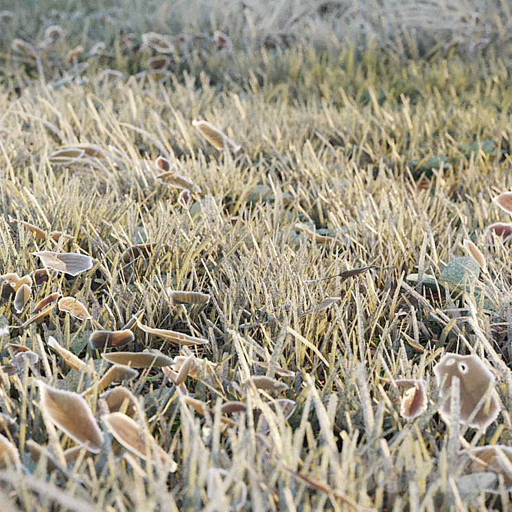 Frosty grass 3D Model Free
