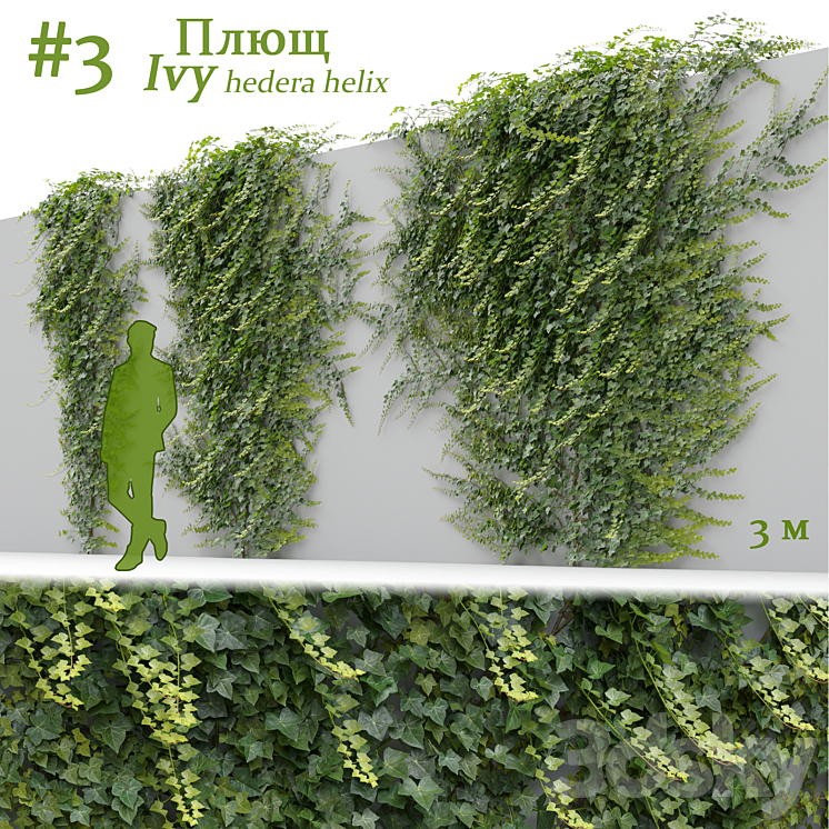 Ivy \/ Hedera helix #3 3DS Max - thumbnail 1