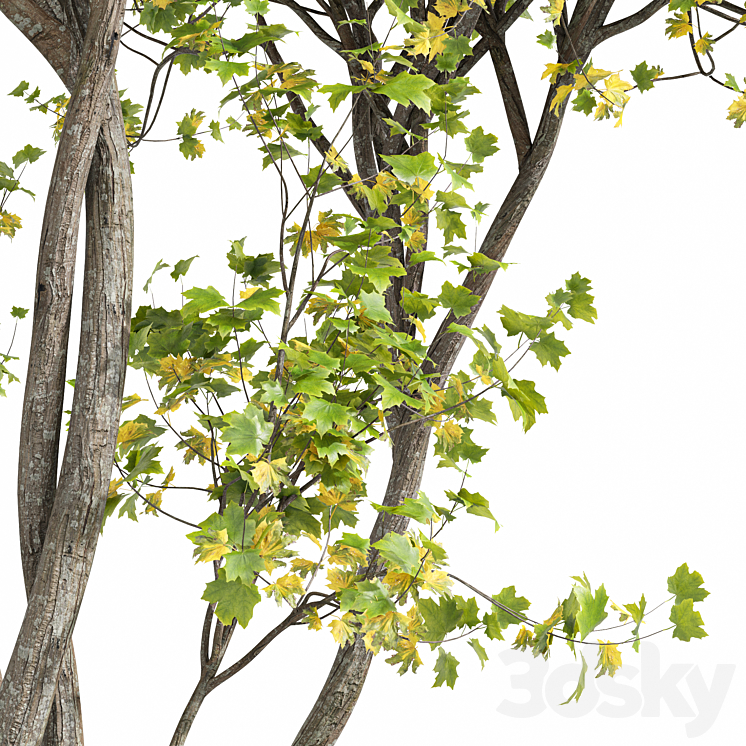 Real Tree Acer Saccharinum Summer-Fall 3D Model
