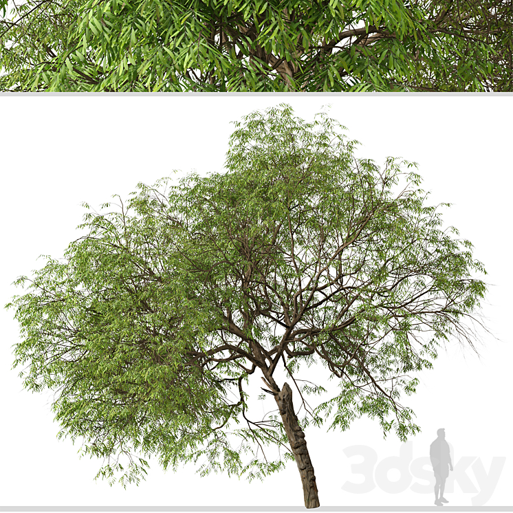Set of Brazilian Pepper Tree (Schinus terebinthifolia) (2 Trees) 3D Model