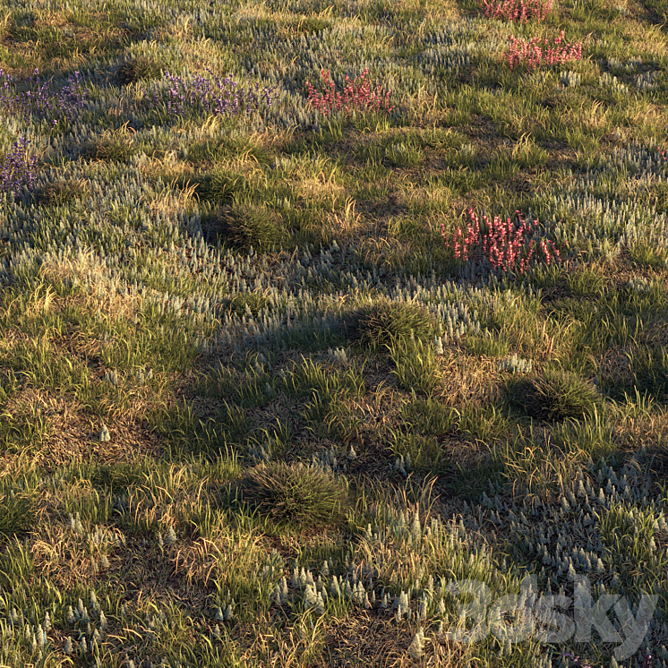 Field herbs | grass 3D Model