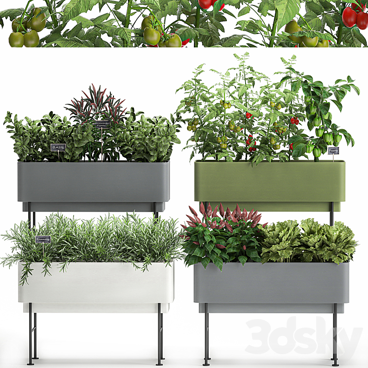 Collection of potted plants Kitchen garden vegetables tomatoes peppers herbs Rosemary lettuce Lettuce garden bed. Set 1059. 3DS Max - thumbnail 1