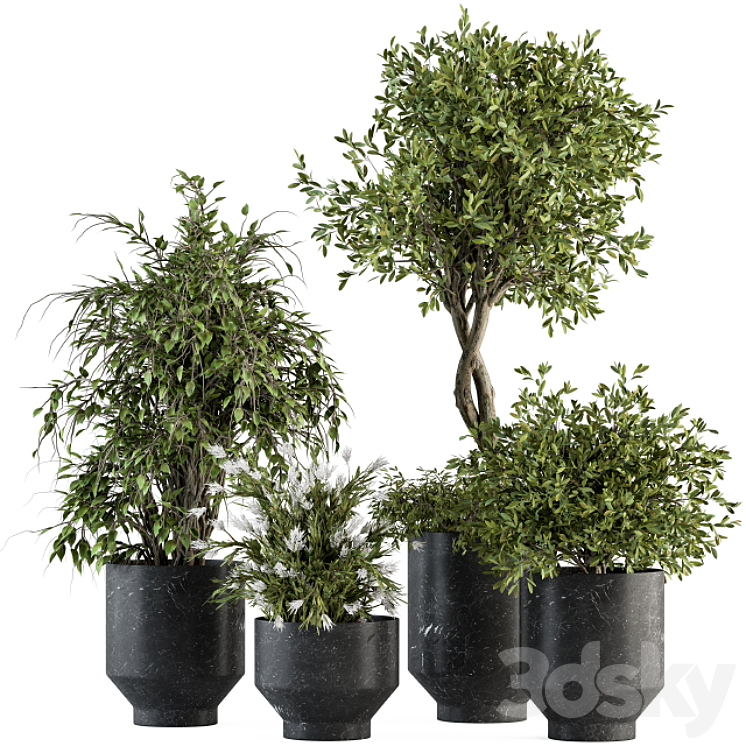indoor Plant Set 308 – Tree and Plant Set in Black pot 3DS Max - thumbnail 1