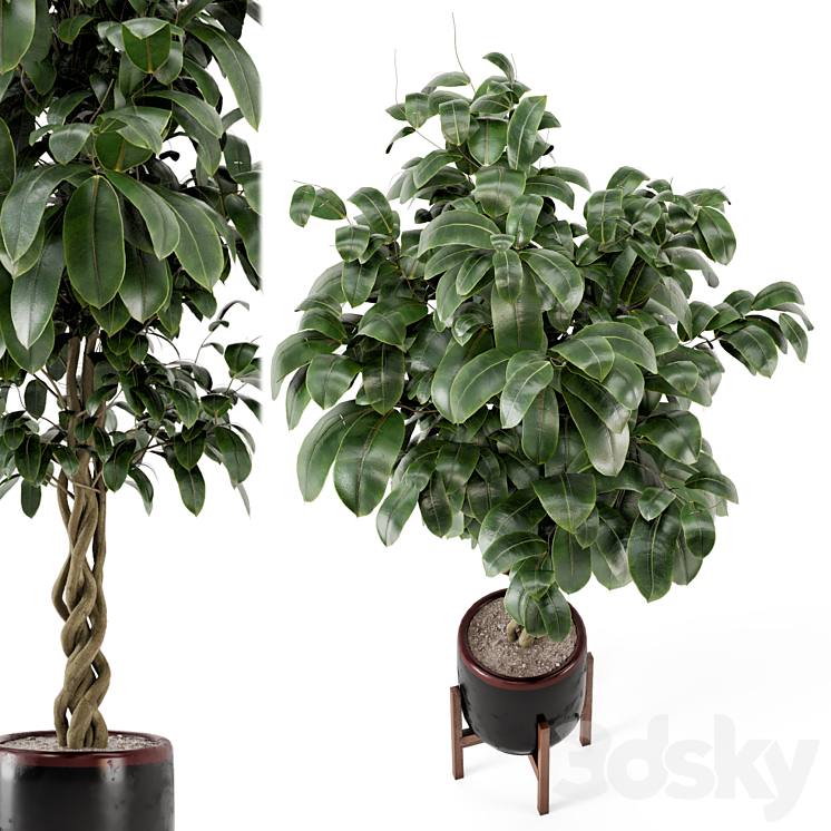Indoor Plants in Combination of wood & concrete Pot - Set 301 3D Model