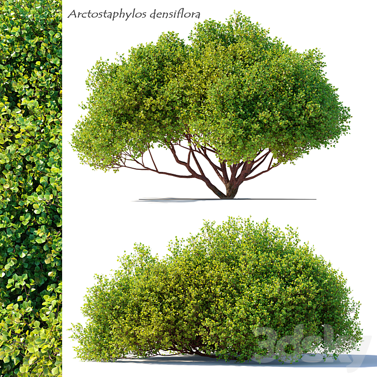 Arctostaphylos densiflora 3D Model
