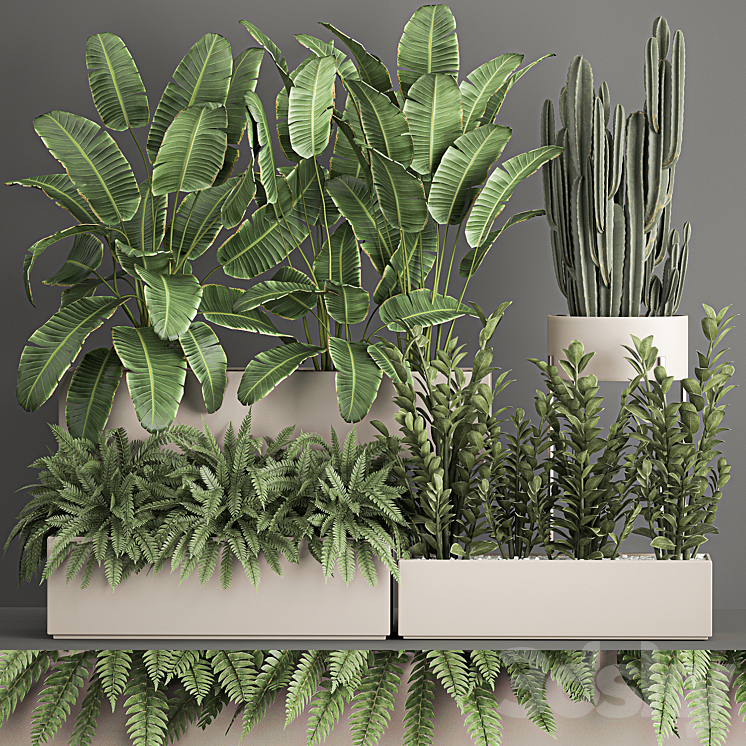 Collection of potted plants with Strelitzia fern cactus cereus Zamiokulkas. 1062. 3DS Max - thumbnail 2