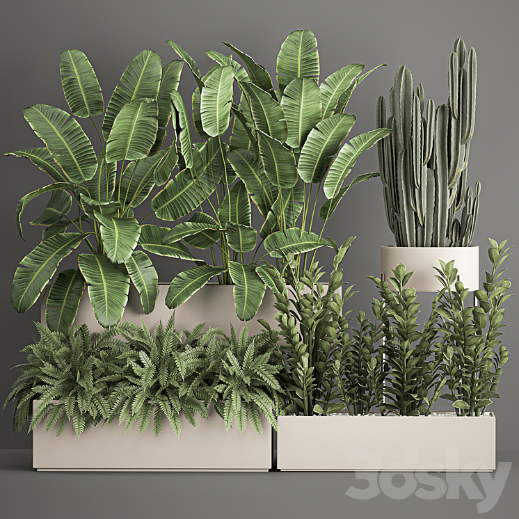 Collection of potted plants with Strelitzia fern cactus cereus Zamiokulkas. 1062. 3DS Max - thumbnail 1
