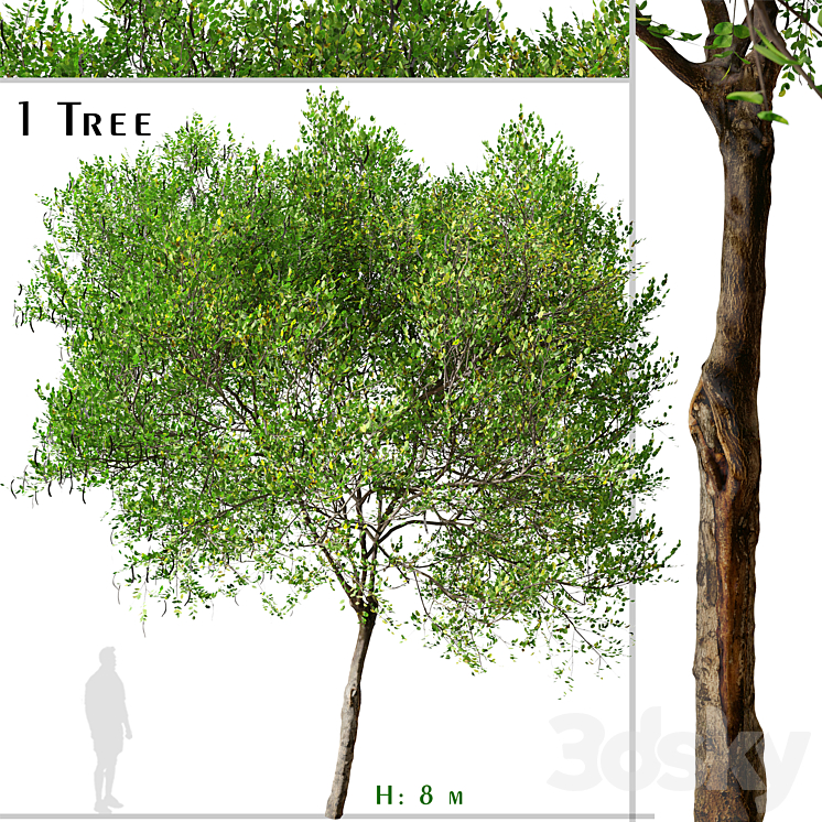 Carob Tree (Ceratonia siliqua) 3DS Max - thumbnail 1