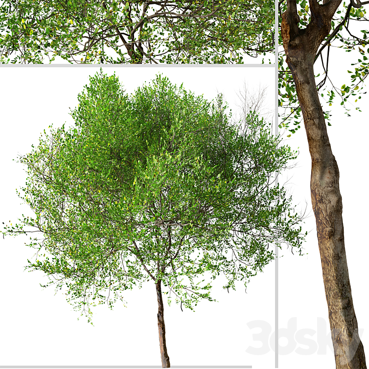 Carob Tree (Ceratonia siliqua) 3DS Max - thumbnail 2