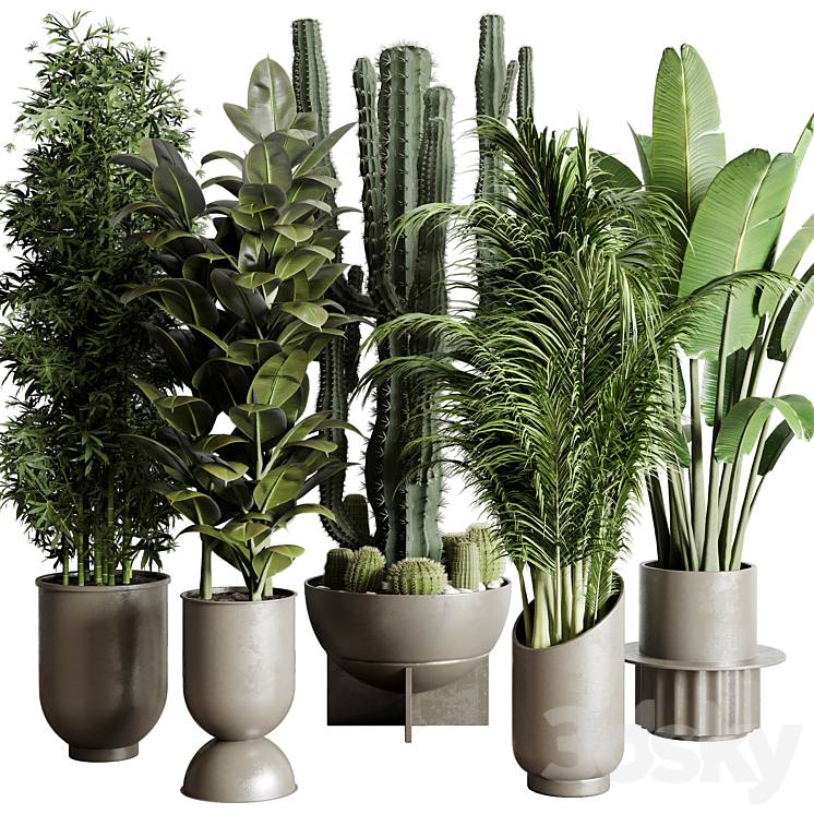 Collection indoor plant 152 ravenala ficus rubbery palm bamboo cactus concrete dirt vase 3DS Max - thumbnail 1