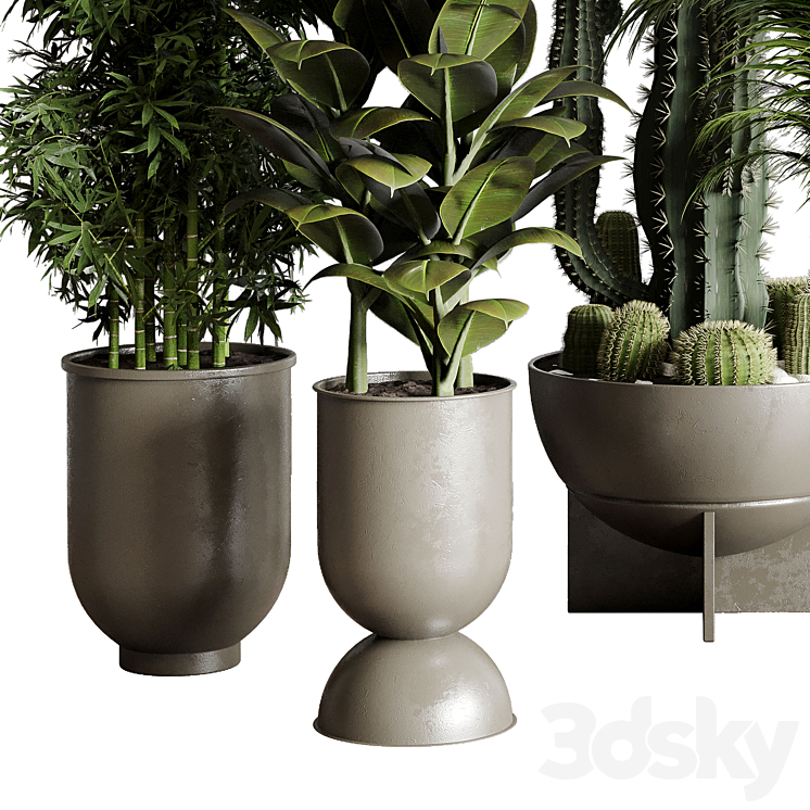 Collection indoor plant 152 ravenala ficus rubbery palm bamboo cactus concrete dirt vase 3DS Max - thumbnail 2