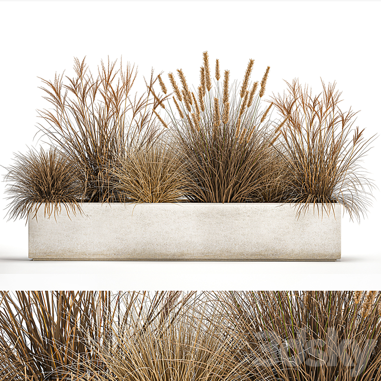 Collection of dried flower plants in a pot of Pampas grass reeds flowerbed landscaping bushes. 1072. 3D Model